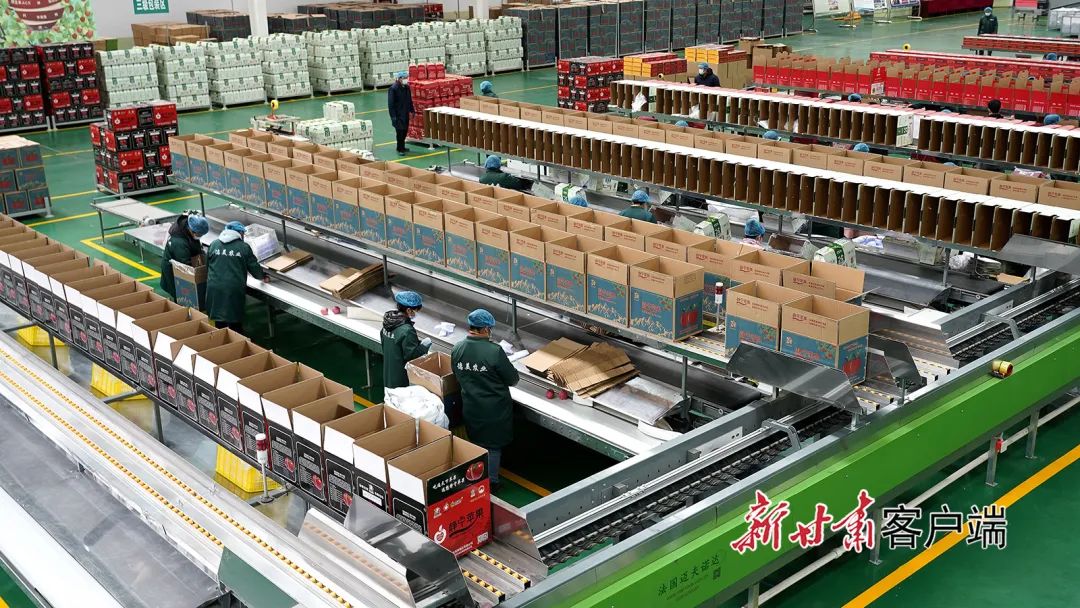 2024年甘肃省静宁县苹果“保险+期货”县域覆盖项目启动