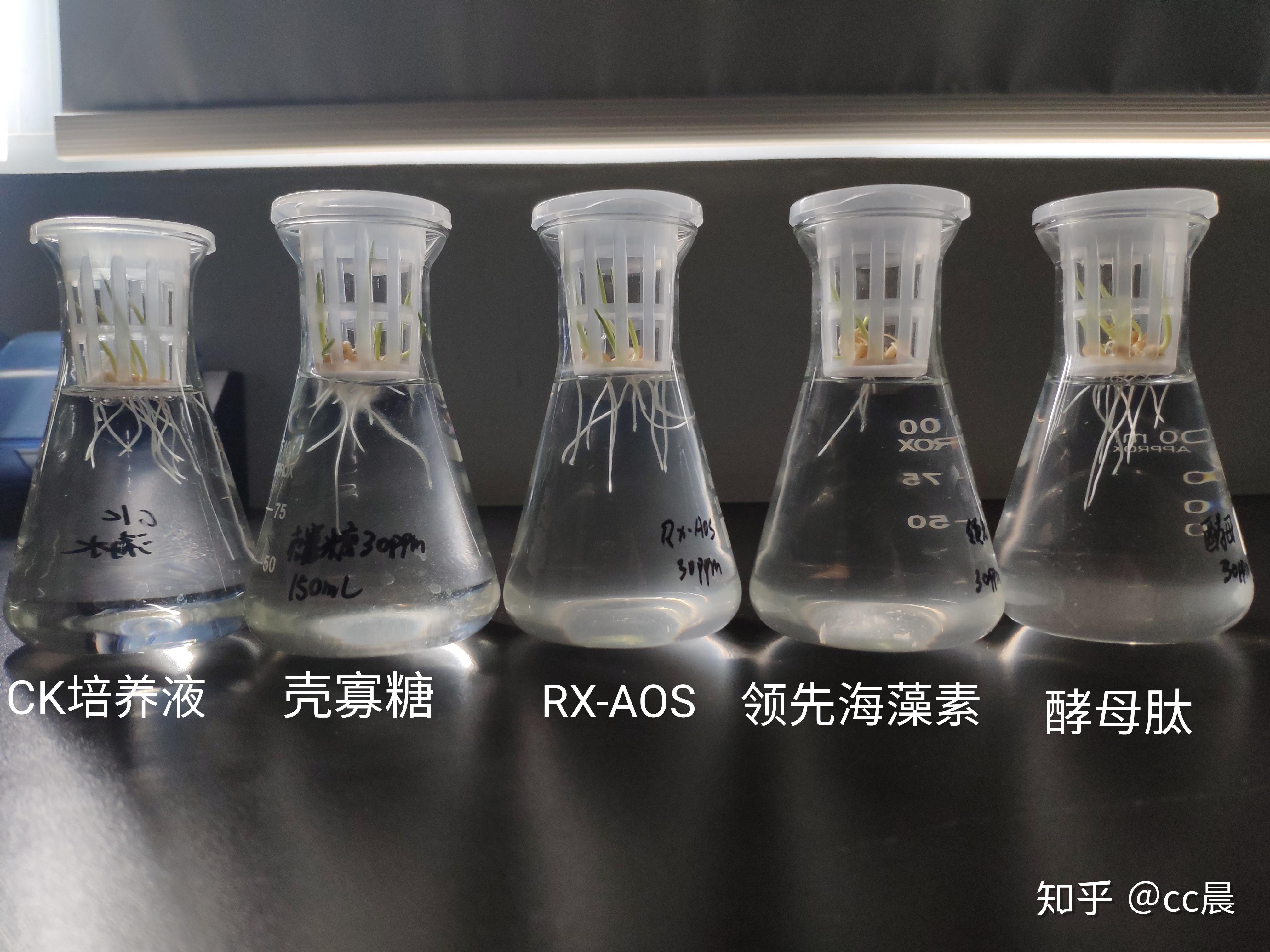 中国经济样本观察·企业样本篇｜一棵海藻的产业进阶之路