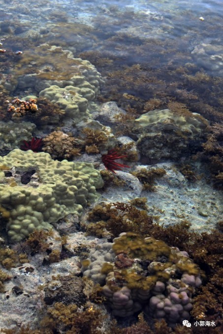 中国经济样本观察·企业样本篇｜一棵海藻的产业进阶之路