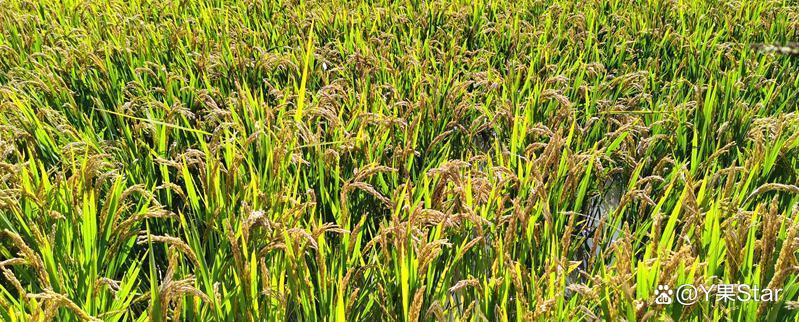 吉林：粮食产量首次跨上850亿斤台阶