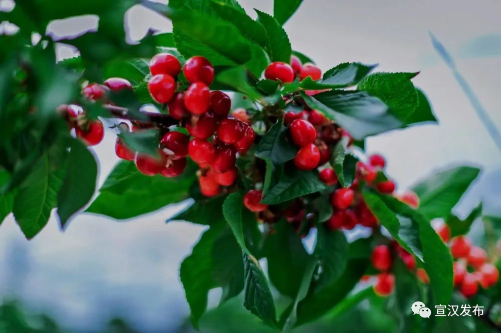 小小车厘子，见证开放中国大机遇