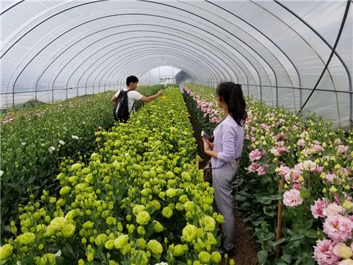 2024年云南鲜切花出口值7.6亿元