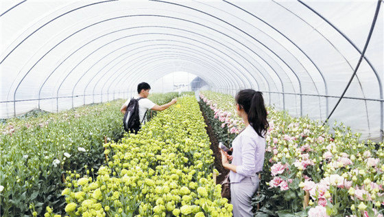 2024年云南鲜切花出口值7.6亿元