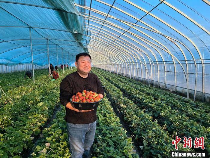 应对价格波动，努力确保销售——江苏南通草莓种植基地见闻