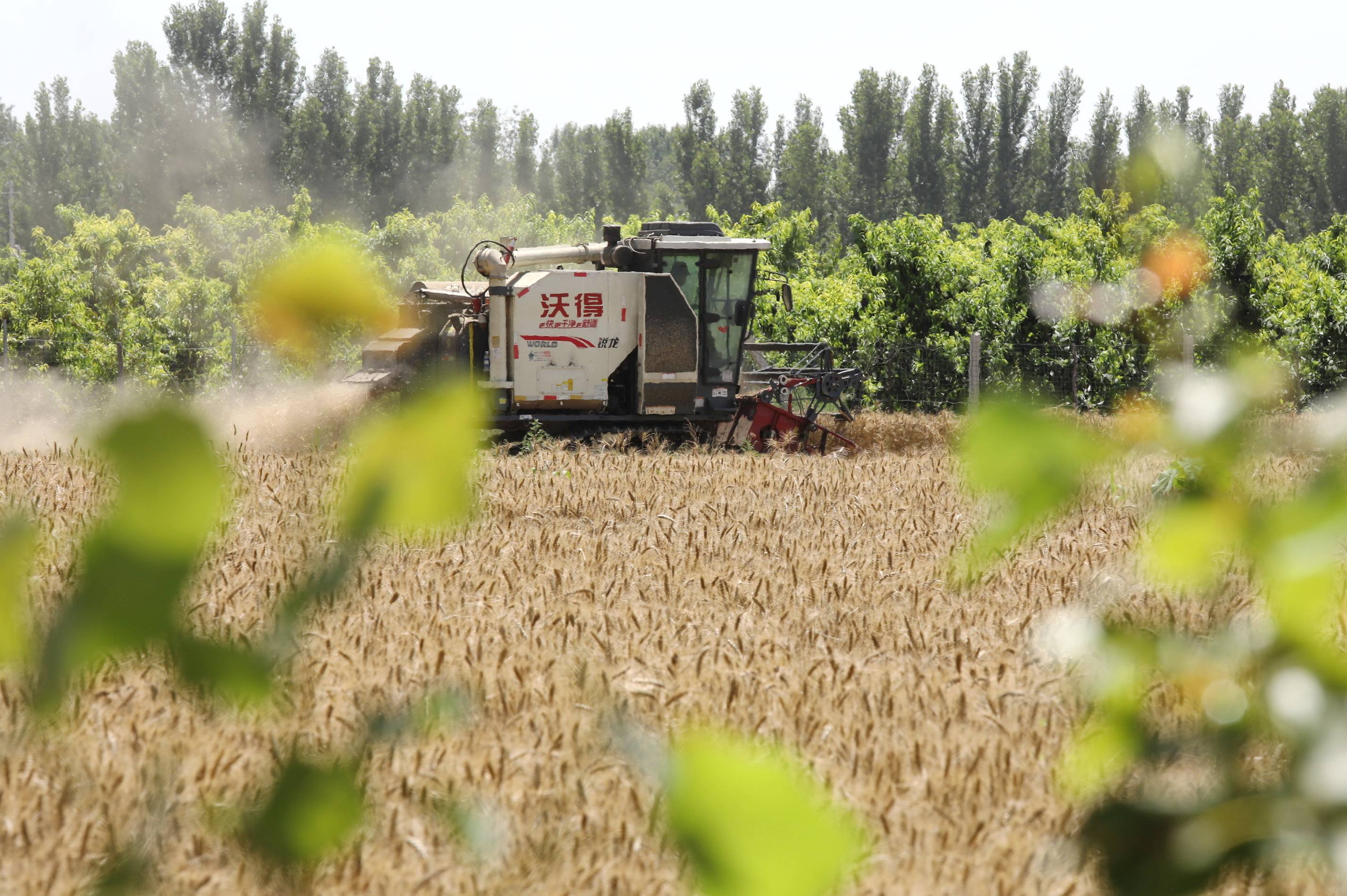 金融服务“三夏”不误农时