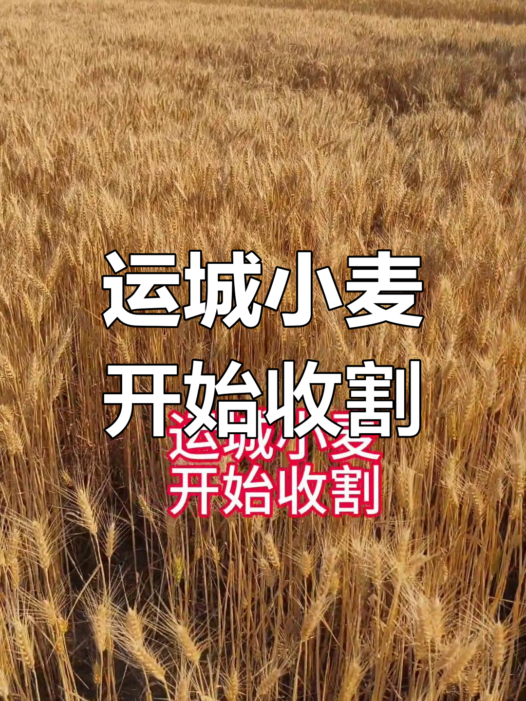 让更多“丰收在望”变成“丰收到手”——“三夏”机收减损一线观察