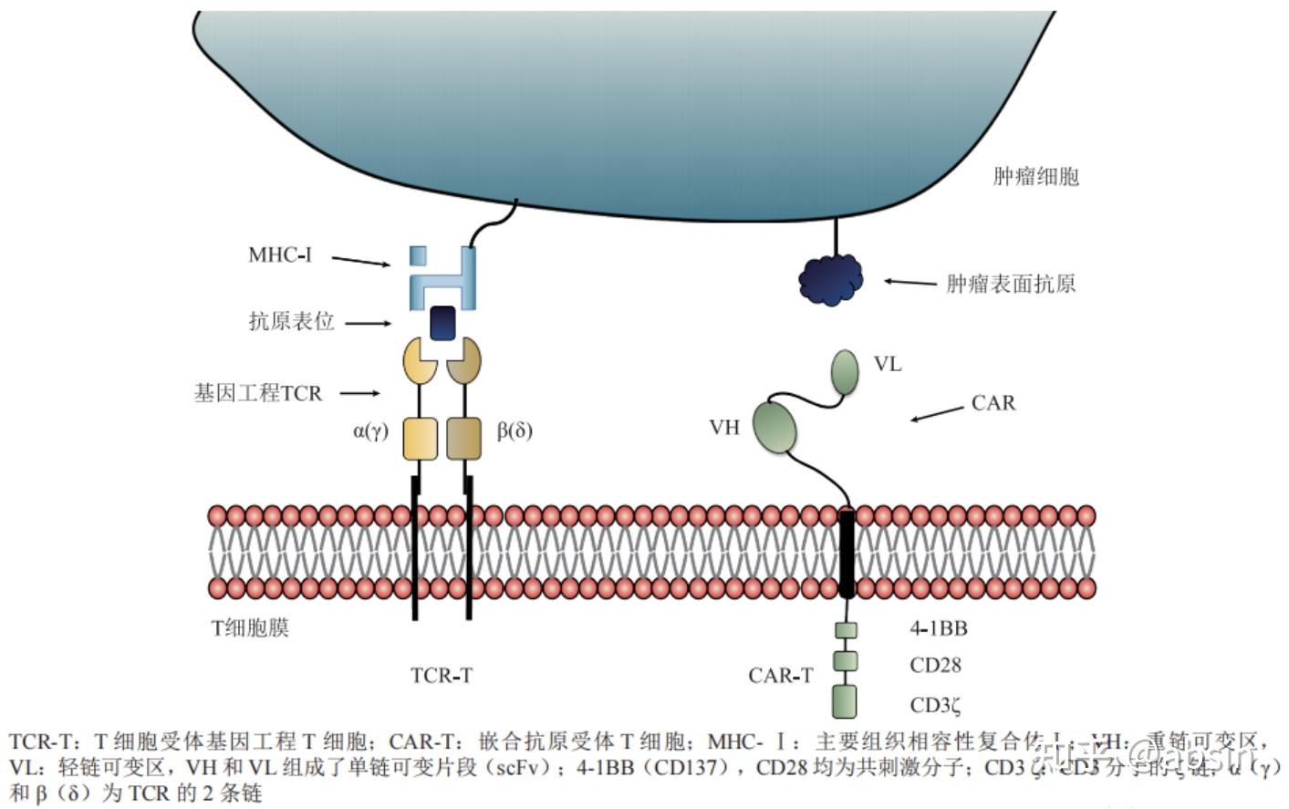 ST香雪：上半年营收8.18亿元 TCR-T疗法取得阶段性进展
