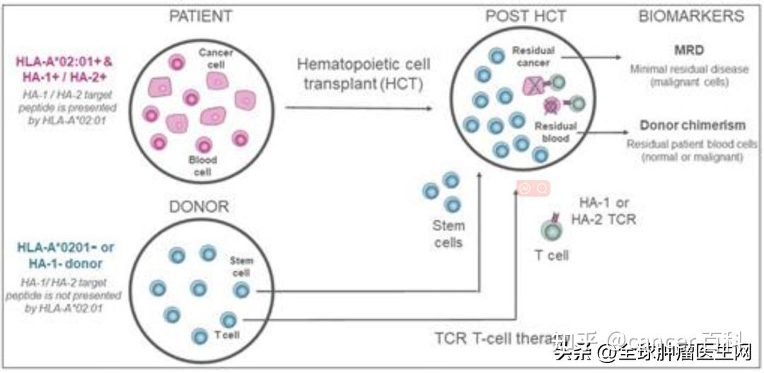 ST香雪：上半年营收8.18亿元 TCR-T疗法取得阶段性进展
