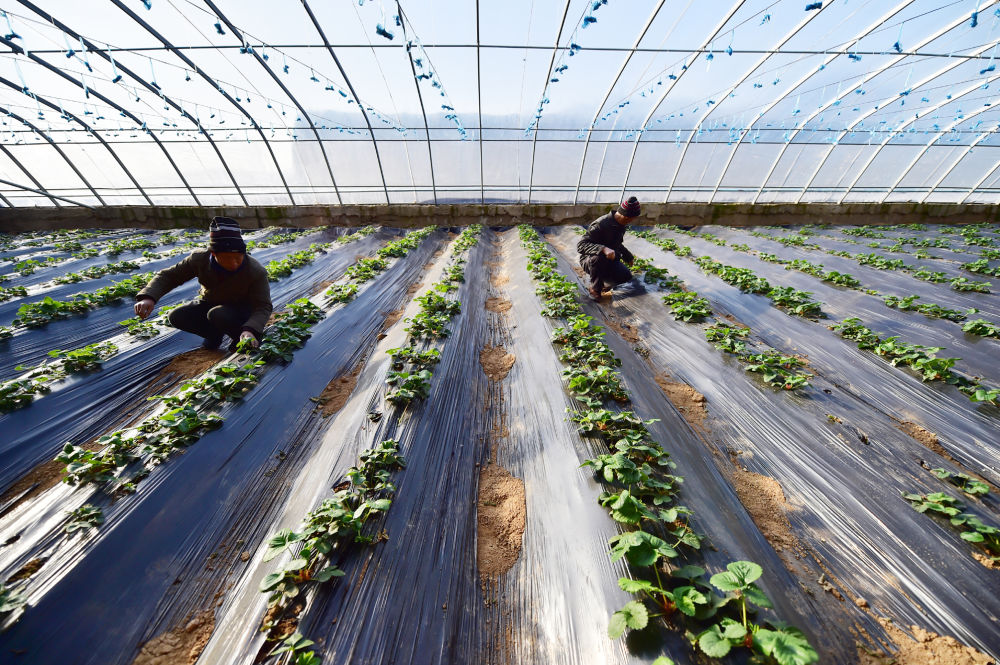 河北：科技赋能提单产 产业延链助增收