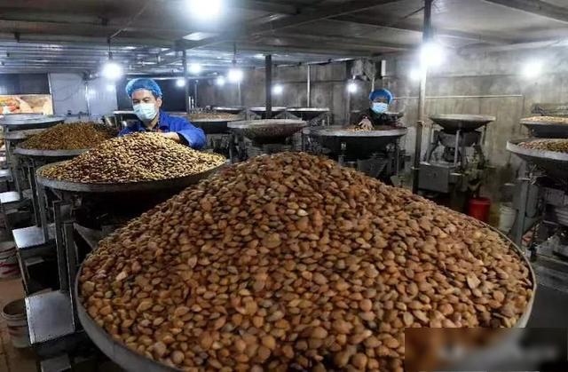 河北：科技赋能提单产 产业延链助增收