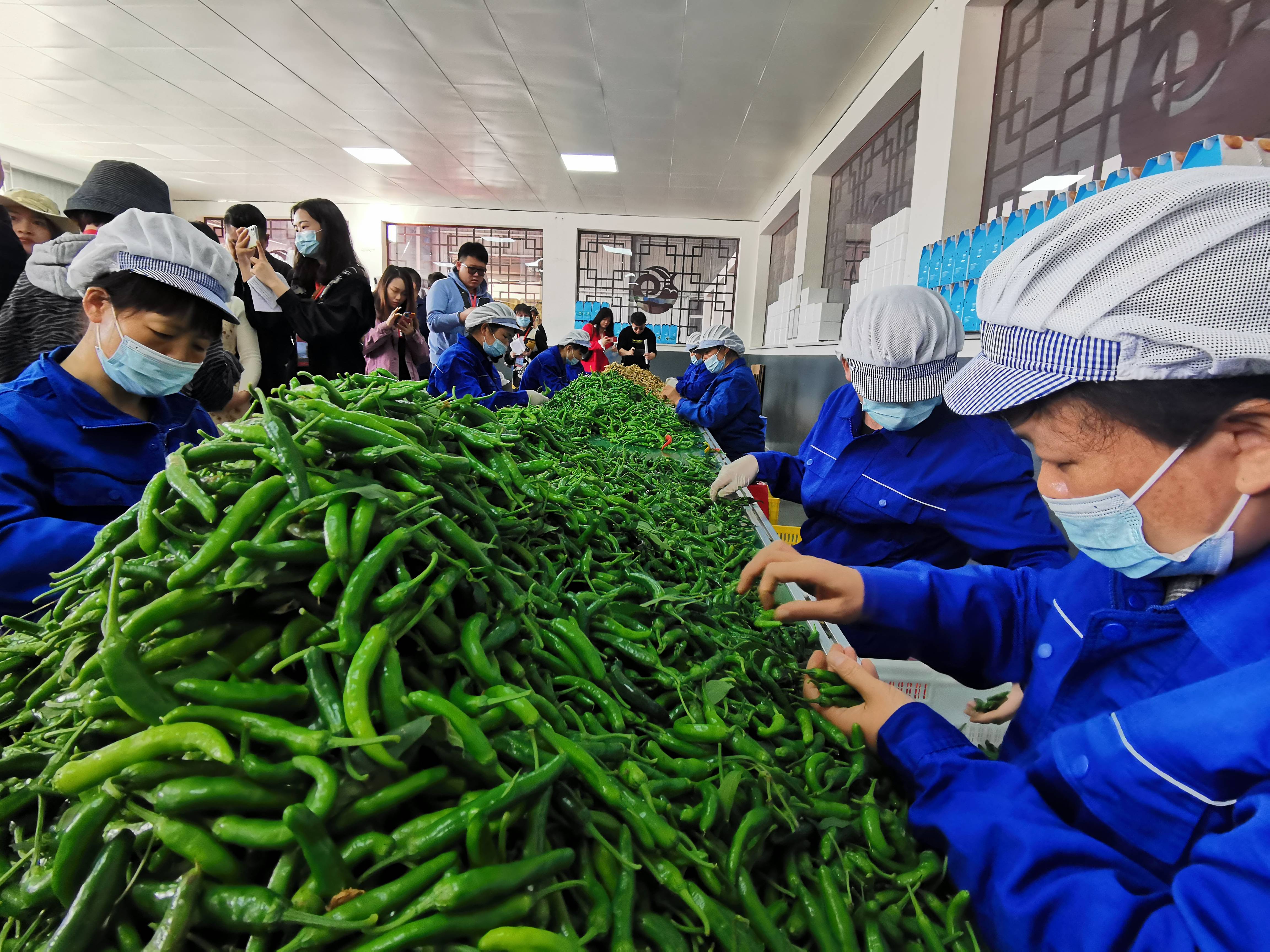 广发期货多措并举助力陕西省延长县乡村振兴