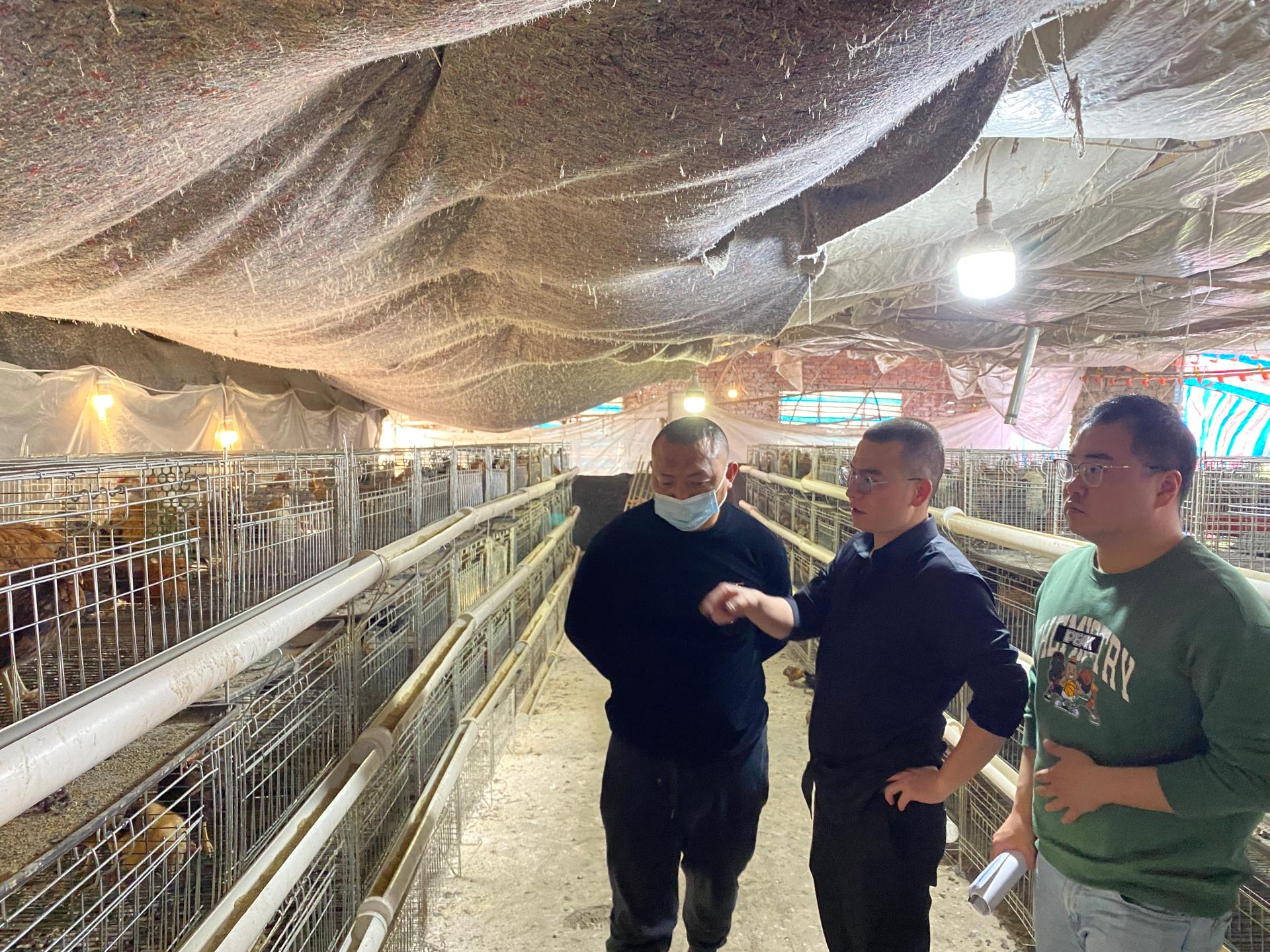 贵州修文生猪“保险+期货”项目结项 助力农户稳定增收