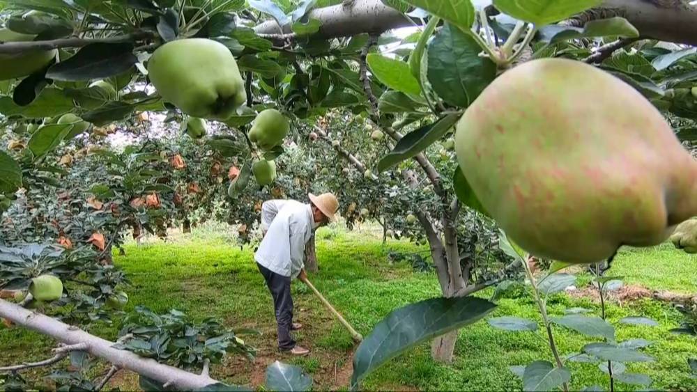 贵州修文生猪“保险+期货”项目结项 助力农户稳定增收