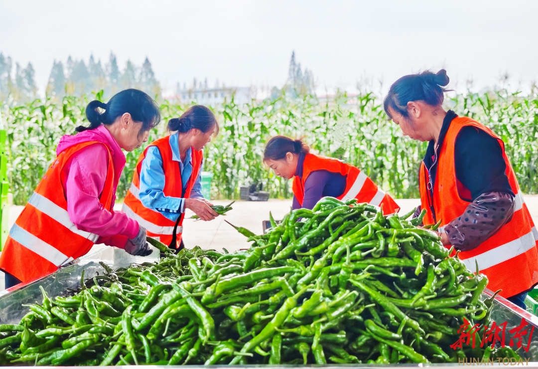 2024年我国热带作物总产值超过2800亿元