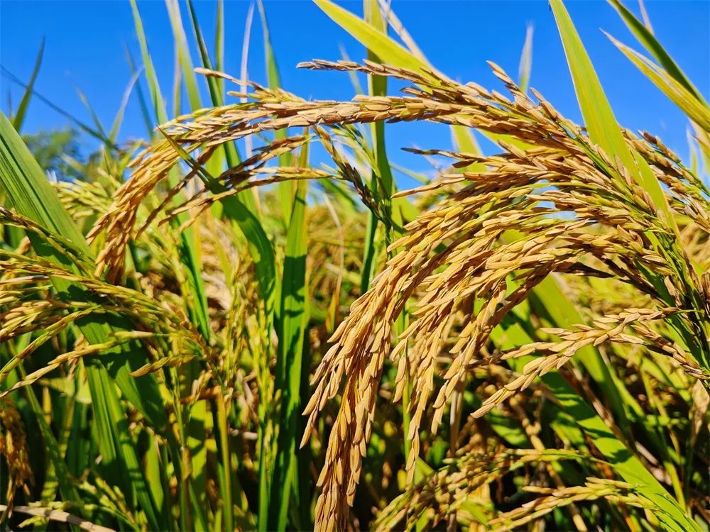 2024年我国热带作物总产值超过2800亿元