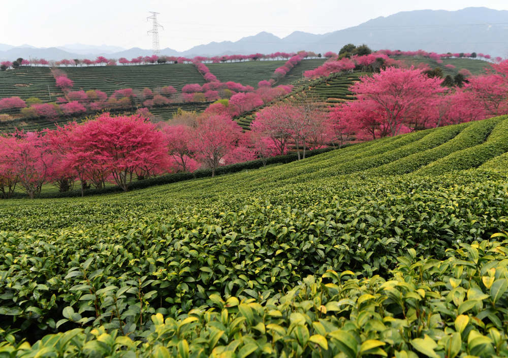 新春走基层·战位迎春丨大山深处：鞭炮声声 笑声朗朗——火箭军某部春节见闻
